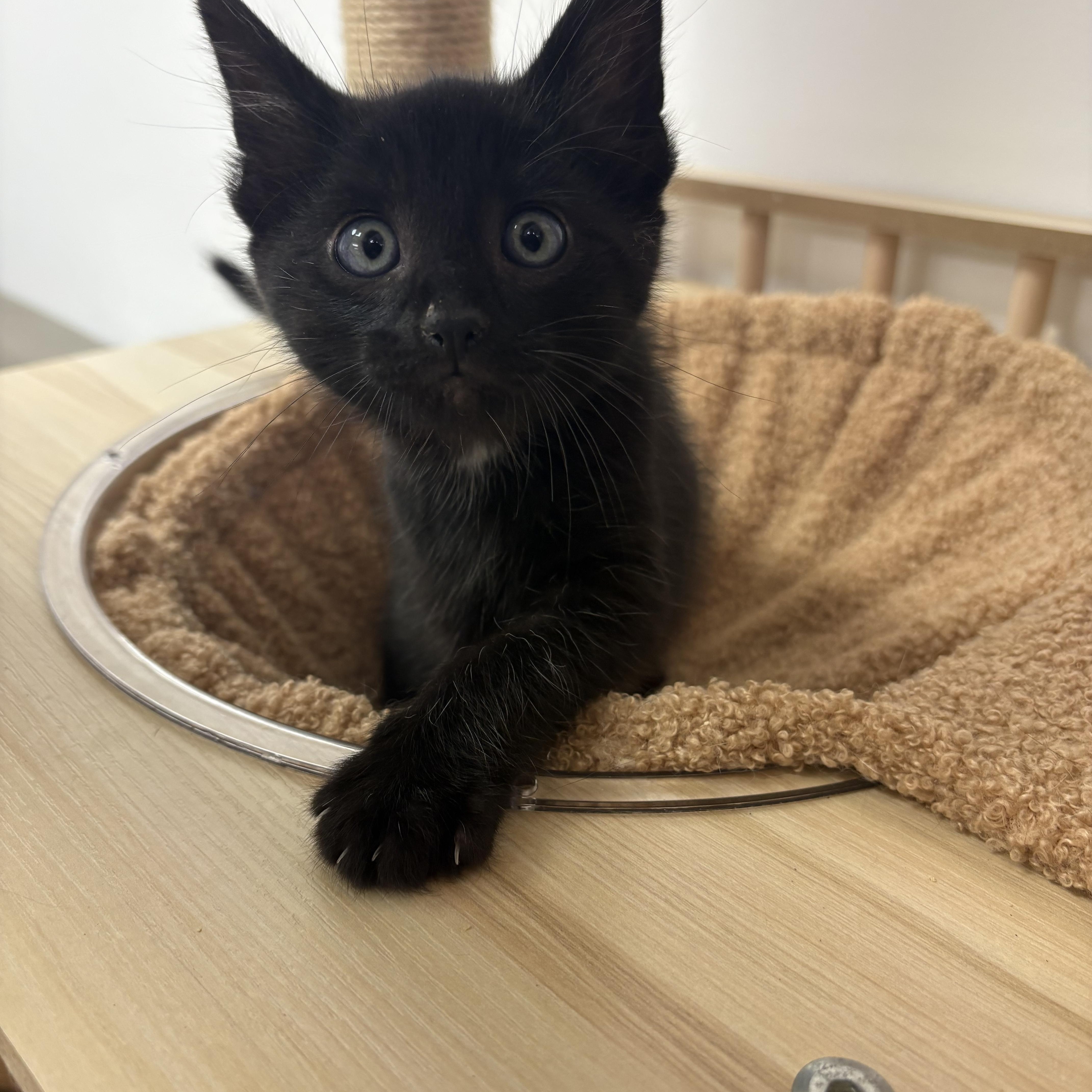 Buzz Lightyear, ADOPTABLE, Kitten Male Domestic Short Hair.