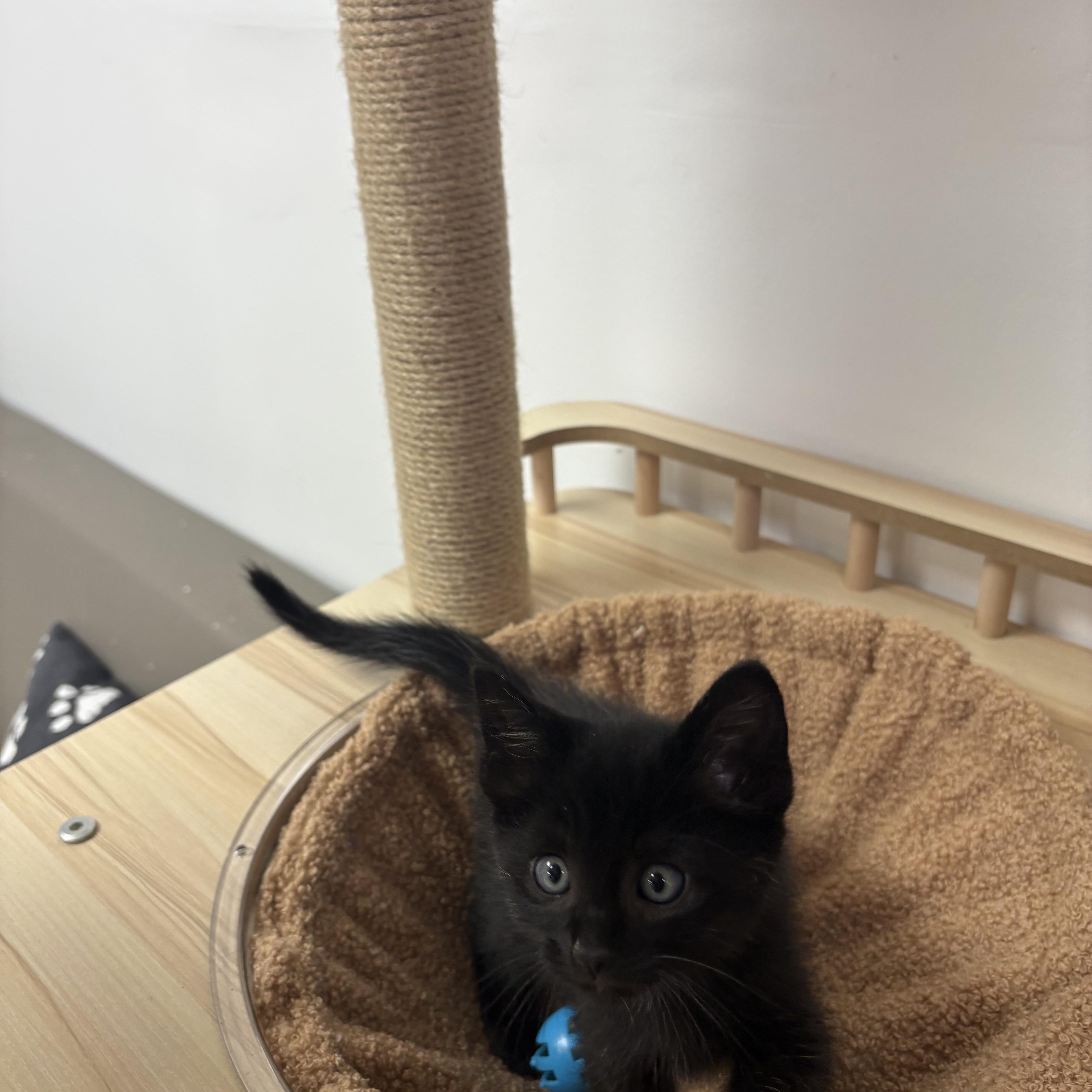 Buzz Lightyear, a ADOPTABLE Domestic Short Hair in Blue Springs, MO image 2/3
