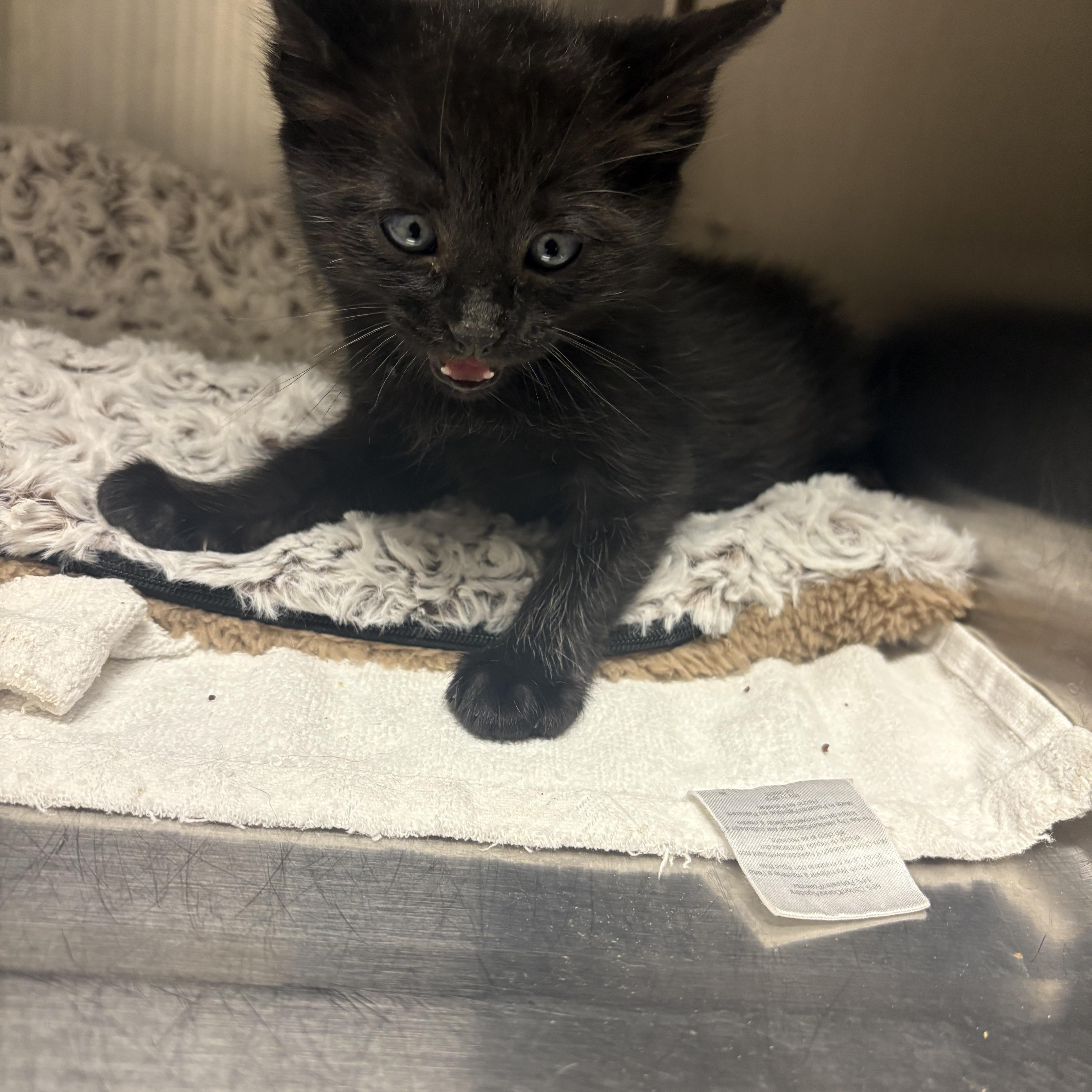 Buzz Lightyear, a ADOPTABLE Domestic Short Hair in Blue Springs, MO image 3/3
