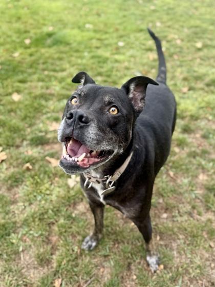 Cole, Adoptable, Adult Male Mixed Breed.