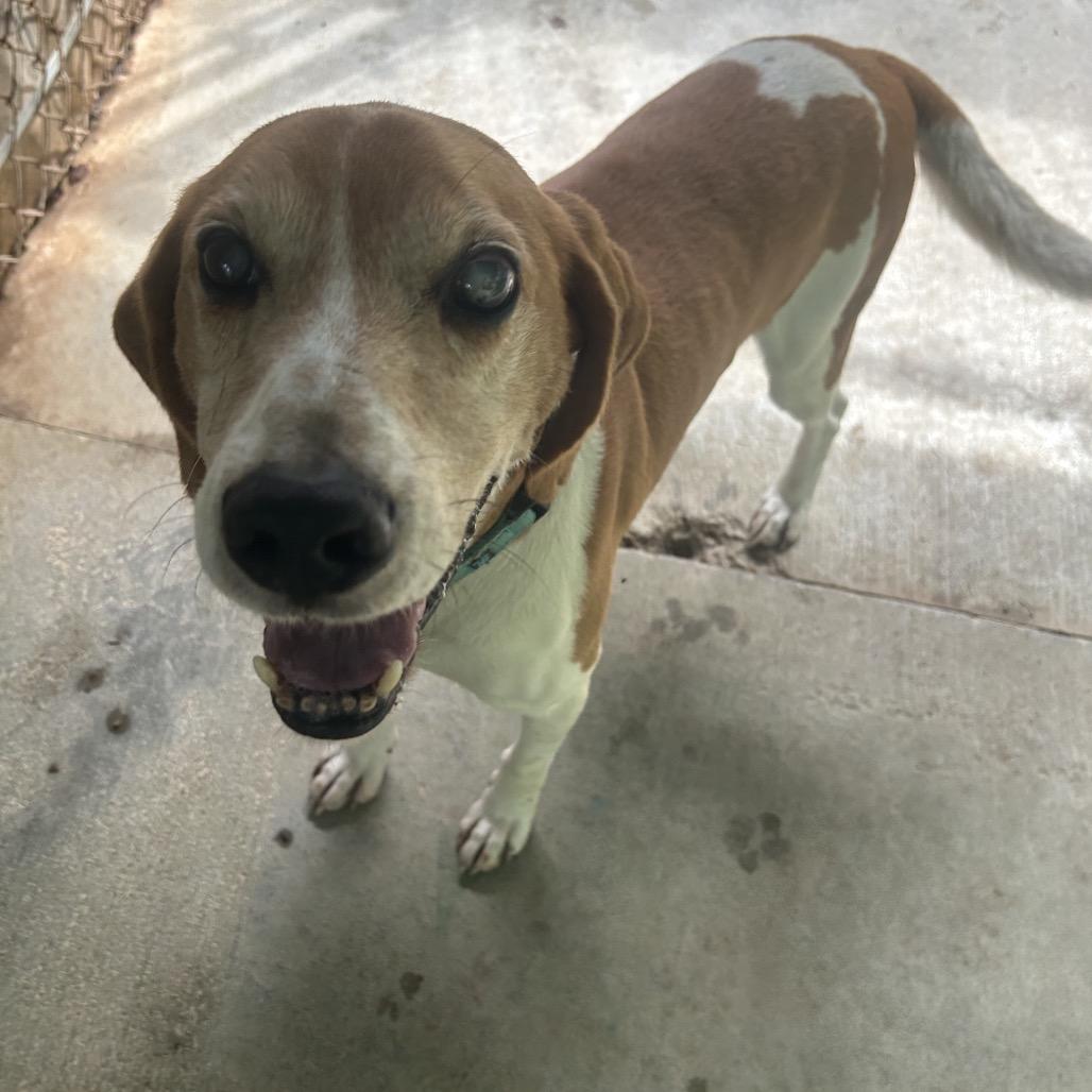 Elmer, Adoptable, Senior Male Hound & Mixed Breed.