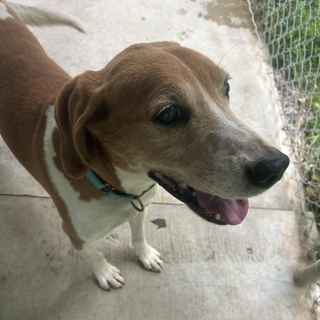 Enlarge Elmer, a Adoptable mixed breed in Greenville, PA image 2/5