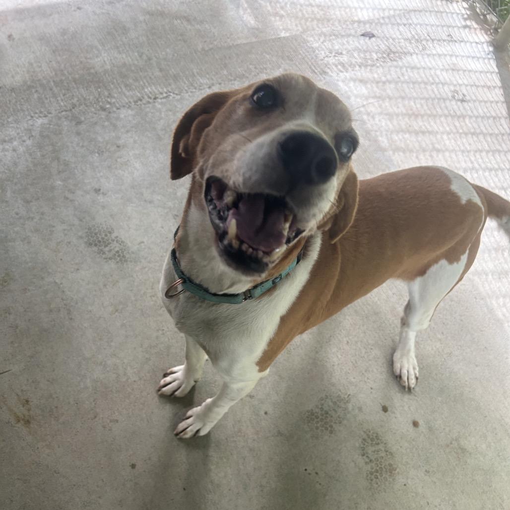 Enlarge Elmer, a Adoptable mixed breed in Greenville, PA image 3/5