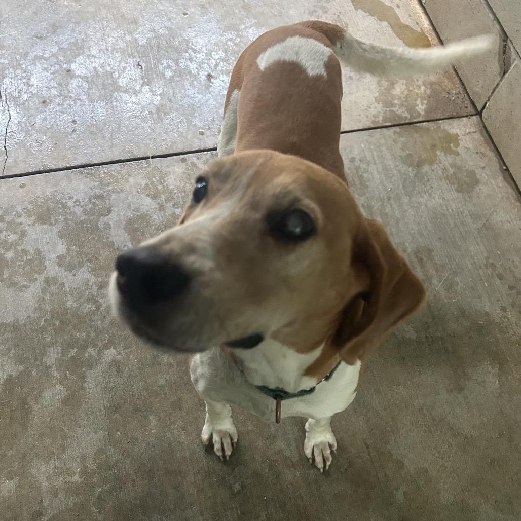 Enlarge Elmer, a Adoptable mixed breed in Greenville, PA image 4/5