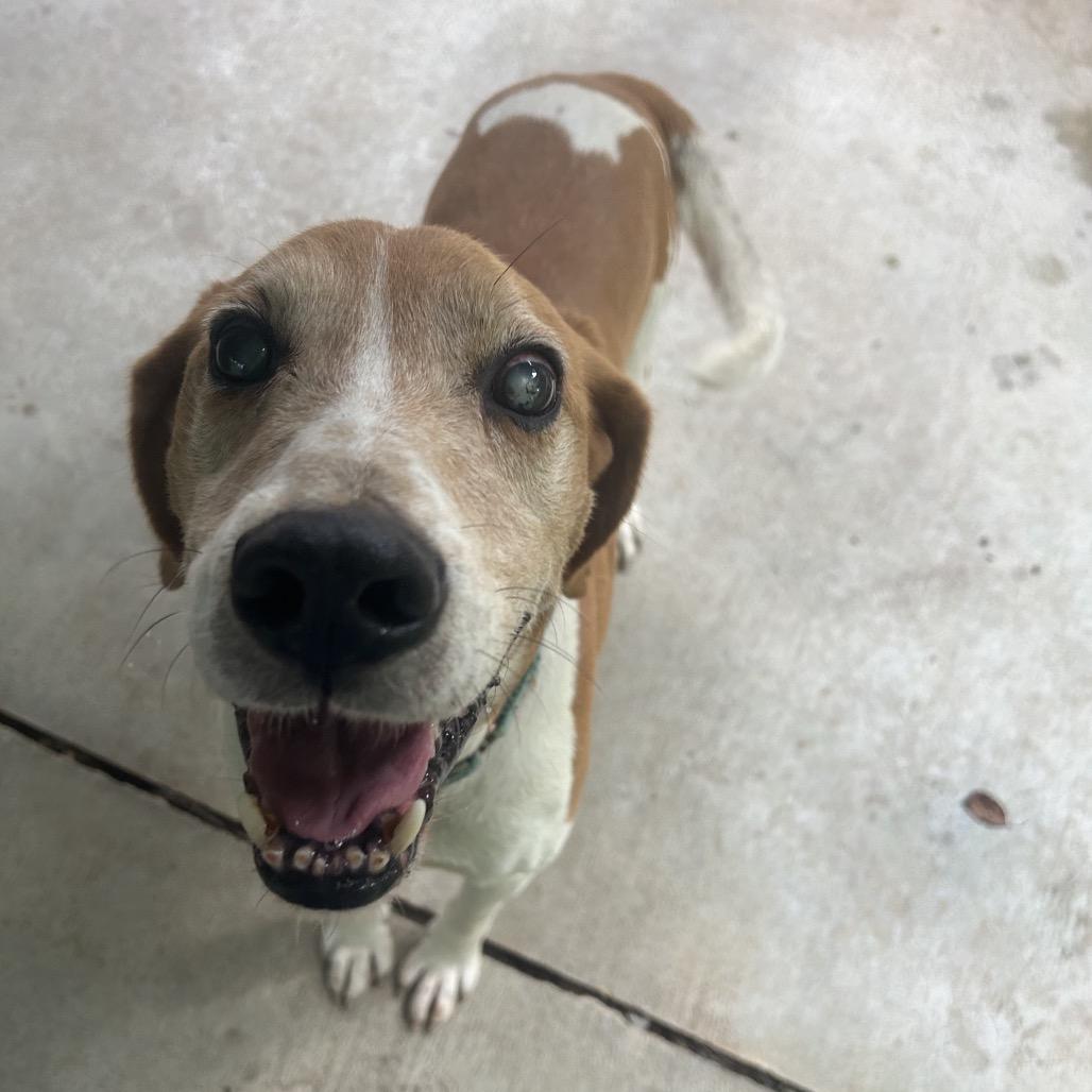 Enlarge Elmer, a Adoptable mixed breed in Greenville, PA image 5/5