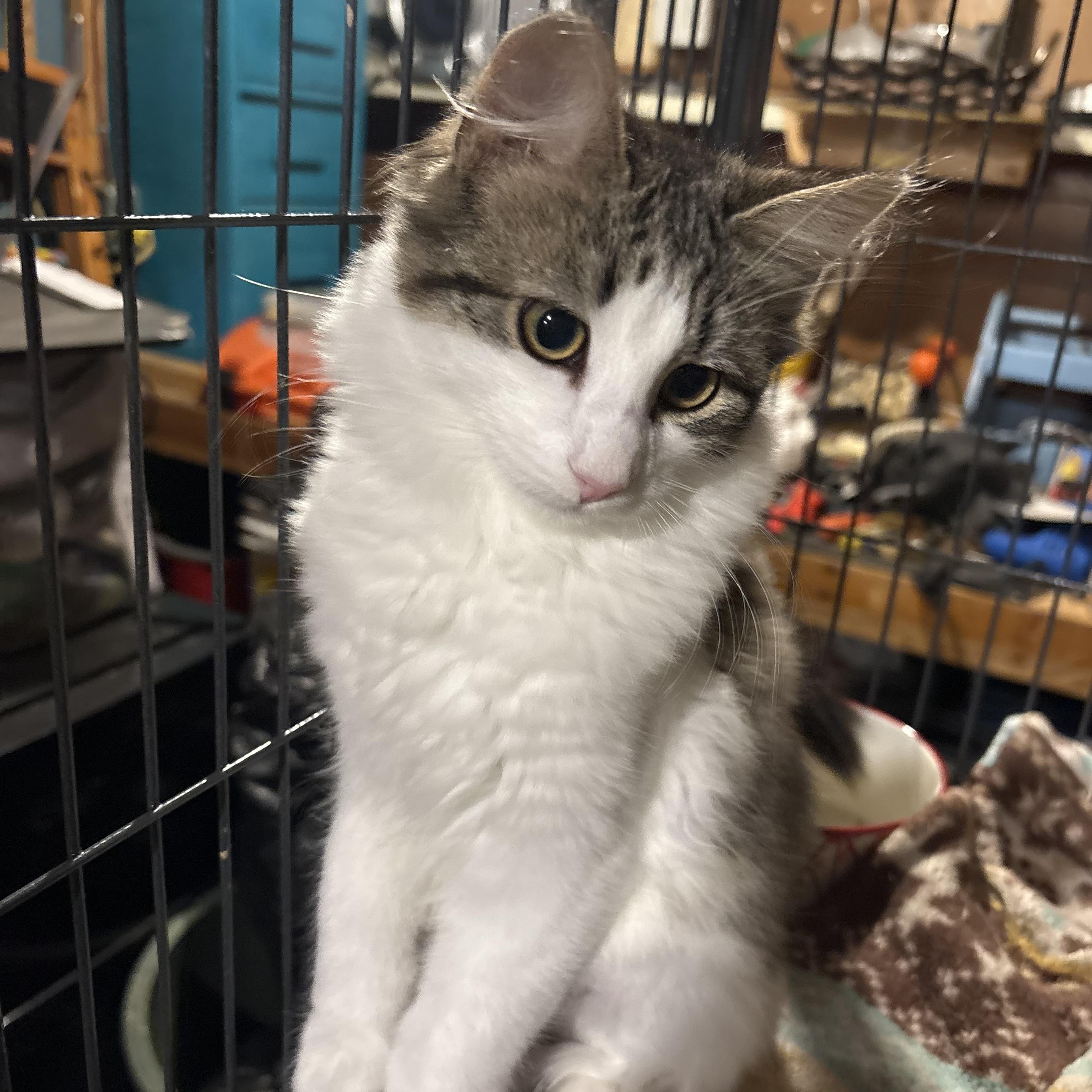 Enlarge Amelia, a Adoptable Domestic Long Hair in Fredericton, NB image 3/6