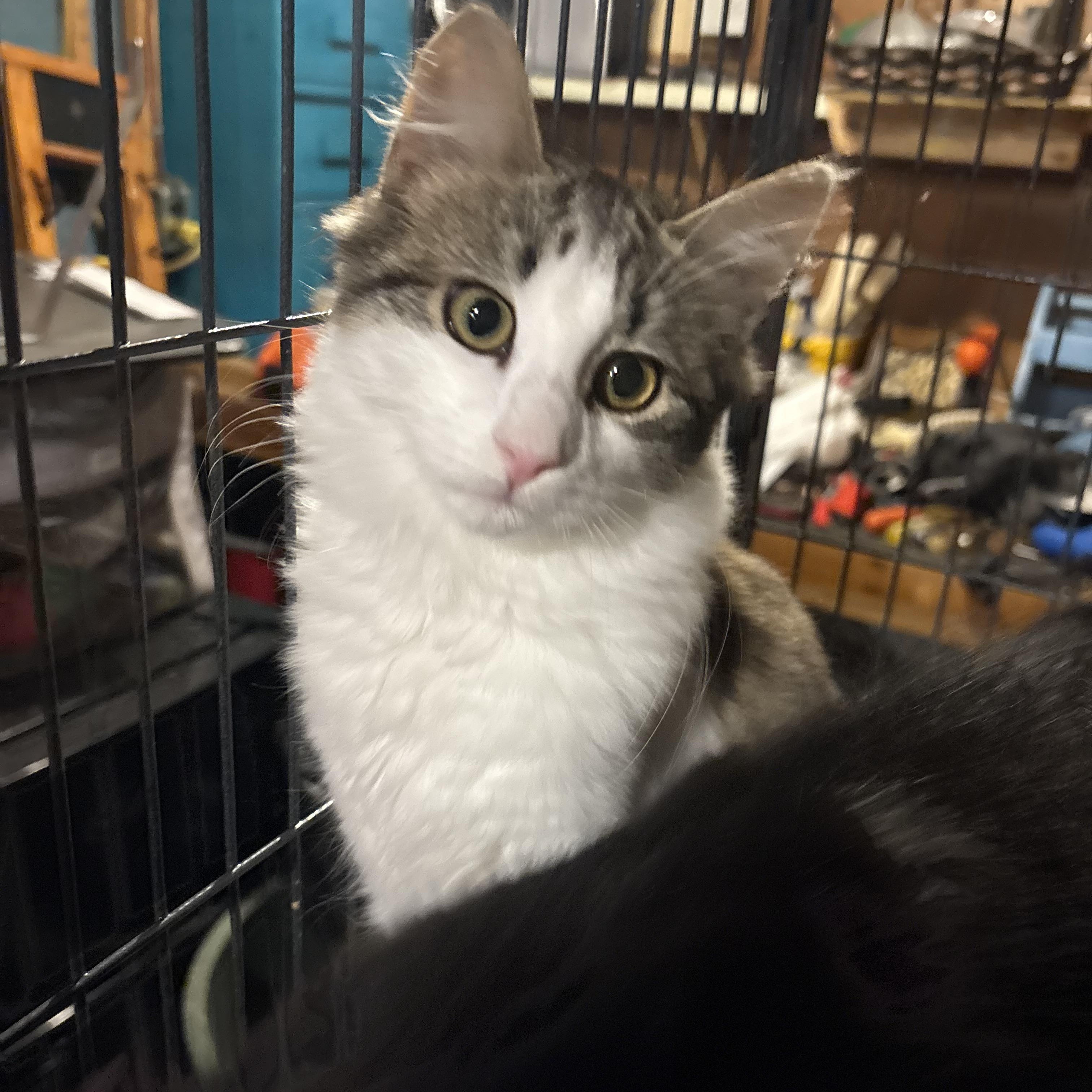 Enlarge Amelia, a Adoptable Domestic Long Hair in Fredericton, NB image 4/6