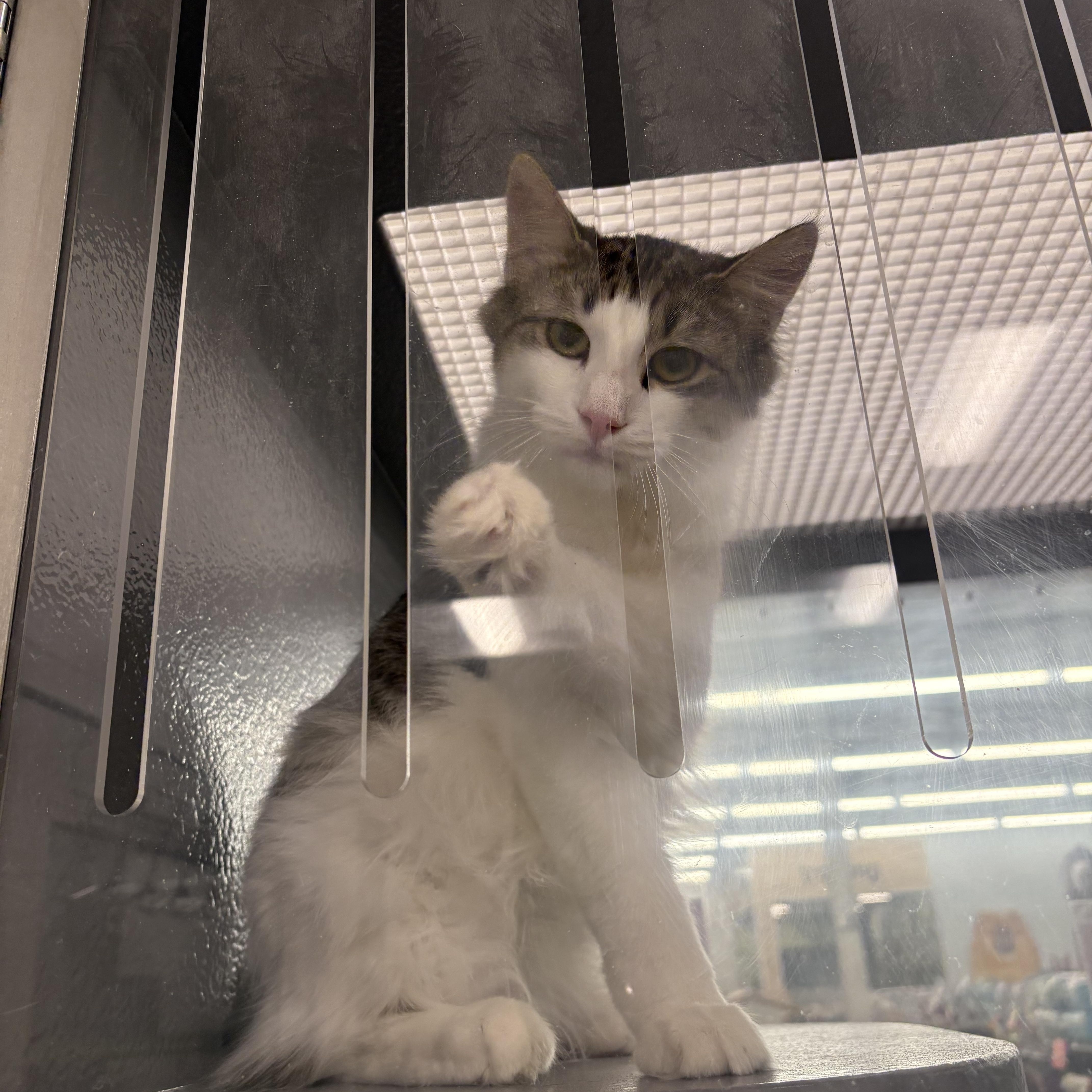 Enlarge Amelia, a Adoptable Domestic Long Hair in Fredericton, NB image 6/6