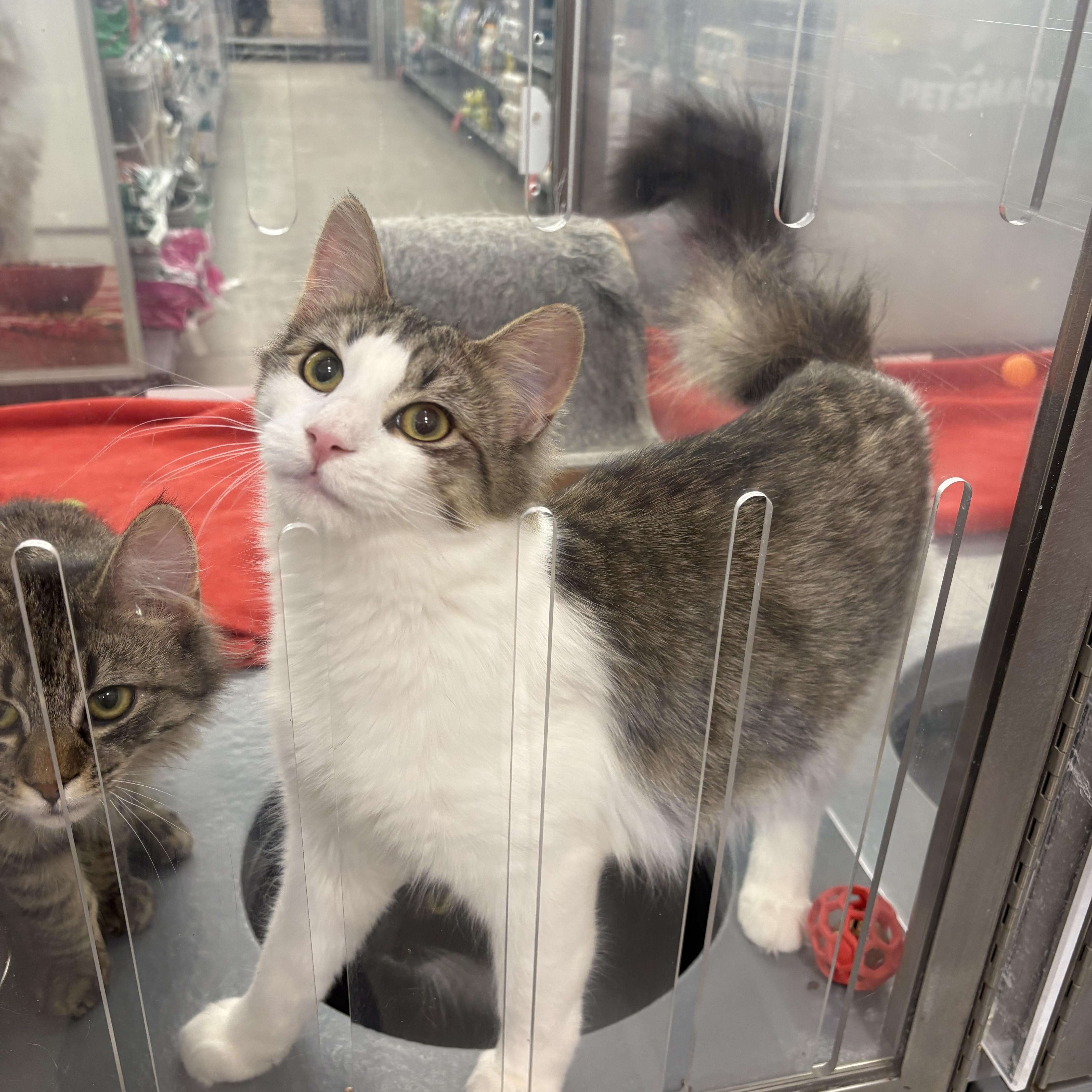 Amelia, Adoptable, Young Female Domestic Long Hair.