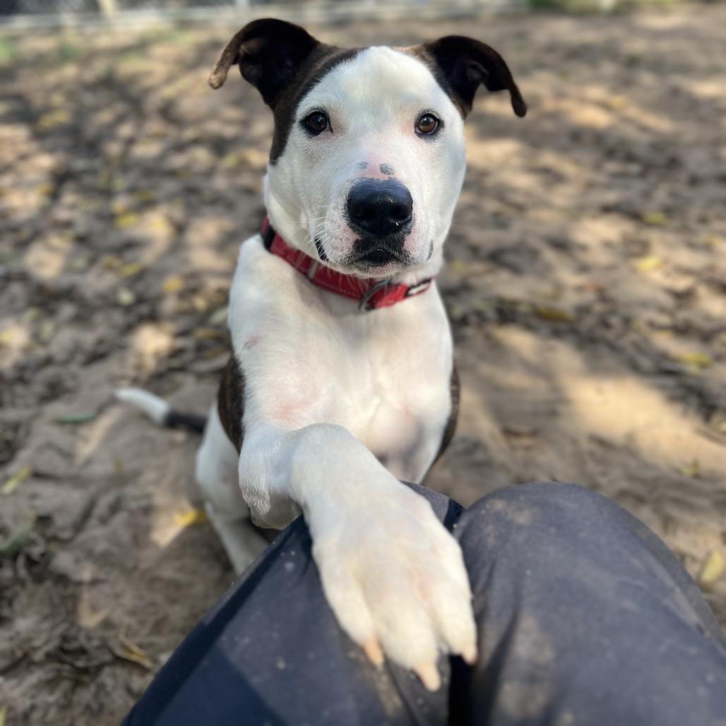 Deeno, Adoptable, Adult Male Mixed Breed.