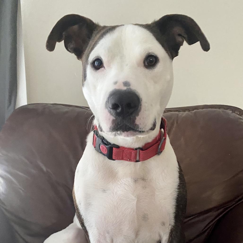 Enlarge Deeno, a Adoptable Mixed Breed in Pensacola, FL image 2/5