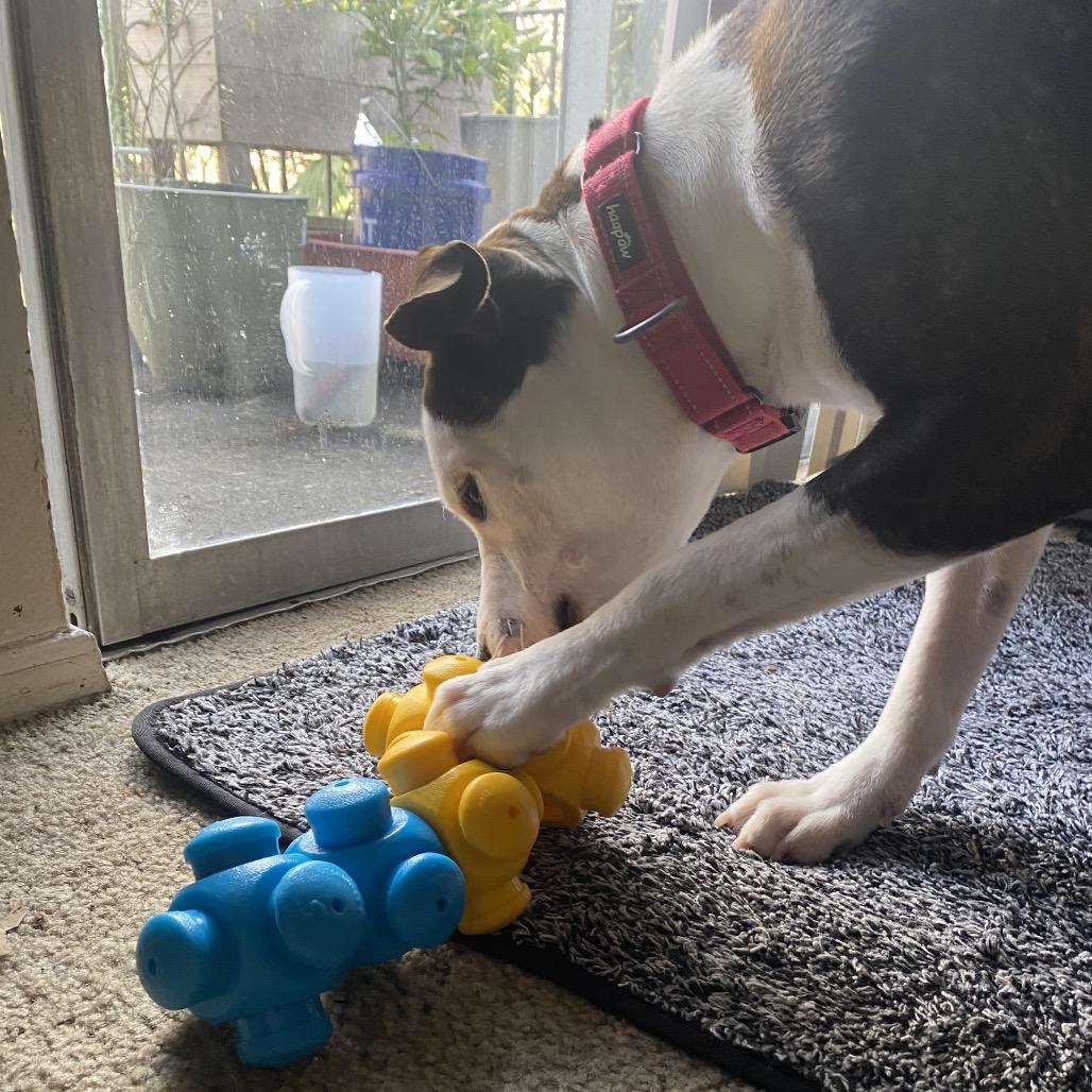 Enlarge Deeno, a Adoptable Mixed Breed in Pensacola, FL image 5/5