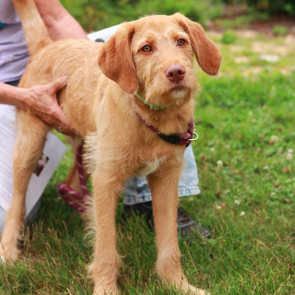 CT Rome, a Adoptable mixed breed in Eastford, CT image 3/6