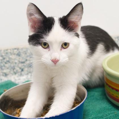 Ink (bonded with Copper), Adoptable, Kitten Male Domestic Short Hair & Domestic Short Hair.