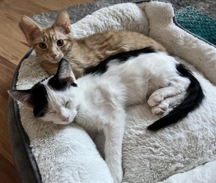 Enlarge Ink (bonded with Copper), a Adoptable mixed breed in Verona, WI image 2/3