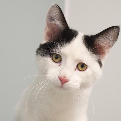 Enlarge Ink (bonded with Copper), a Adoptable mixed breed in Verona, WI image 3/3