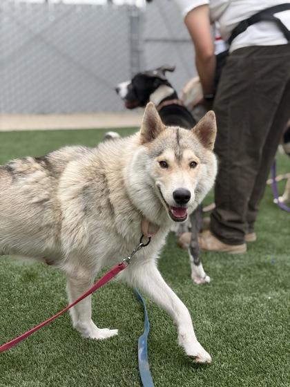 Huntress, Adoptable, Adult Female Siberian Husky & Mixed Breed.