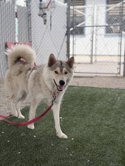Enlarge Huntress, a Adoptable mixed breed in Fresno, CA image 2/2
