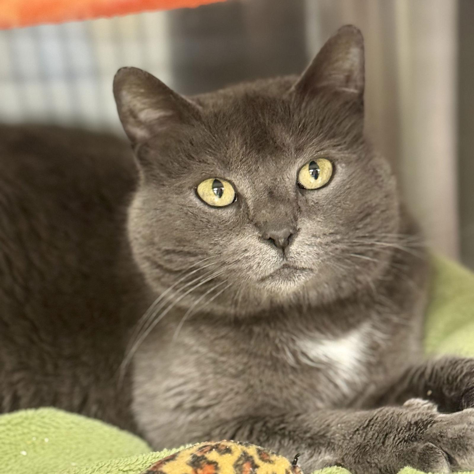 Faith, Adopted, Adult Female Domestic Short Hair.