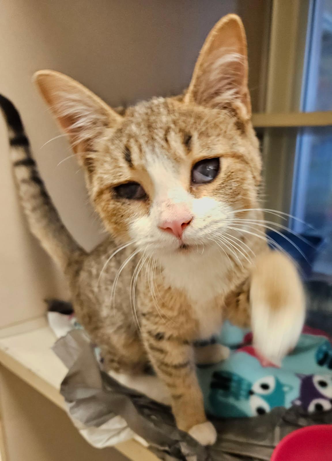 Enlarge Brynn, a ADOPTABLE Domestic Short Hair in Mansfield, OH image 3/3