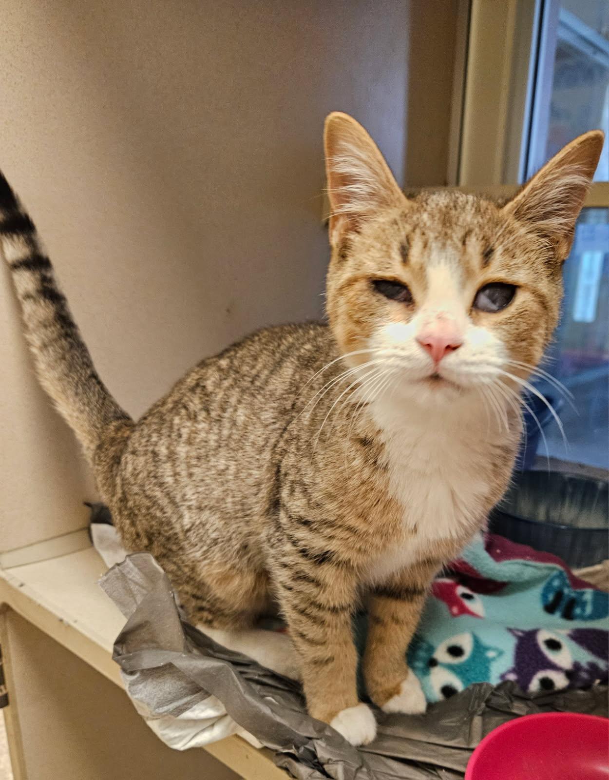 Enlarge Brynn, a ADOPTABLE Domestic Short Hair in Mansfield, OH image 2/3