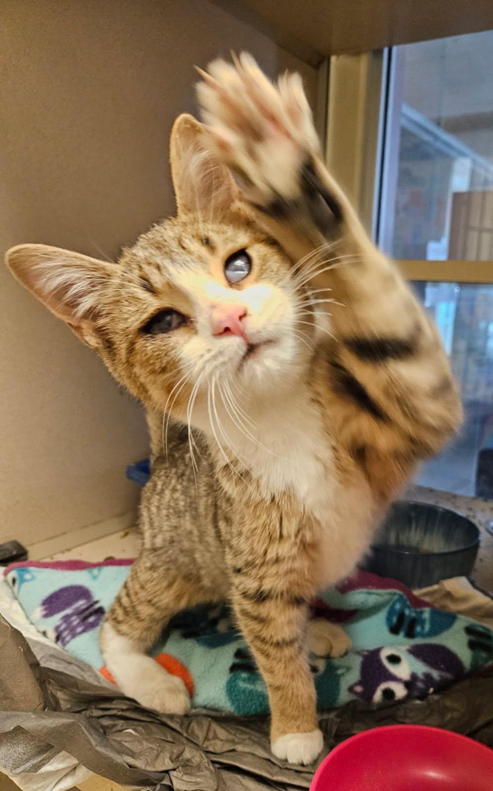 Enlarge Brynn, a ADOPTABLE Domestic Short Hair in Mansfield, OH image 1/3