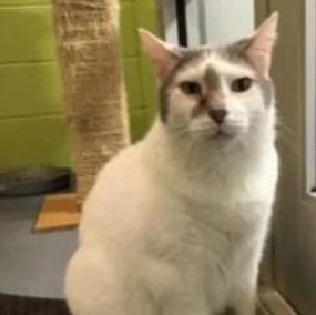 Elvis - In a Foster Home!, Adoptable, Senior Male Domestic Short Hair.