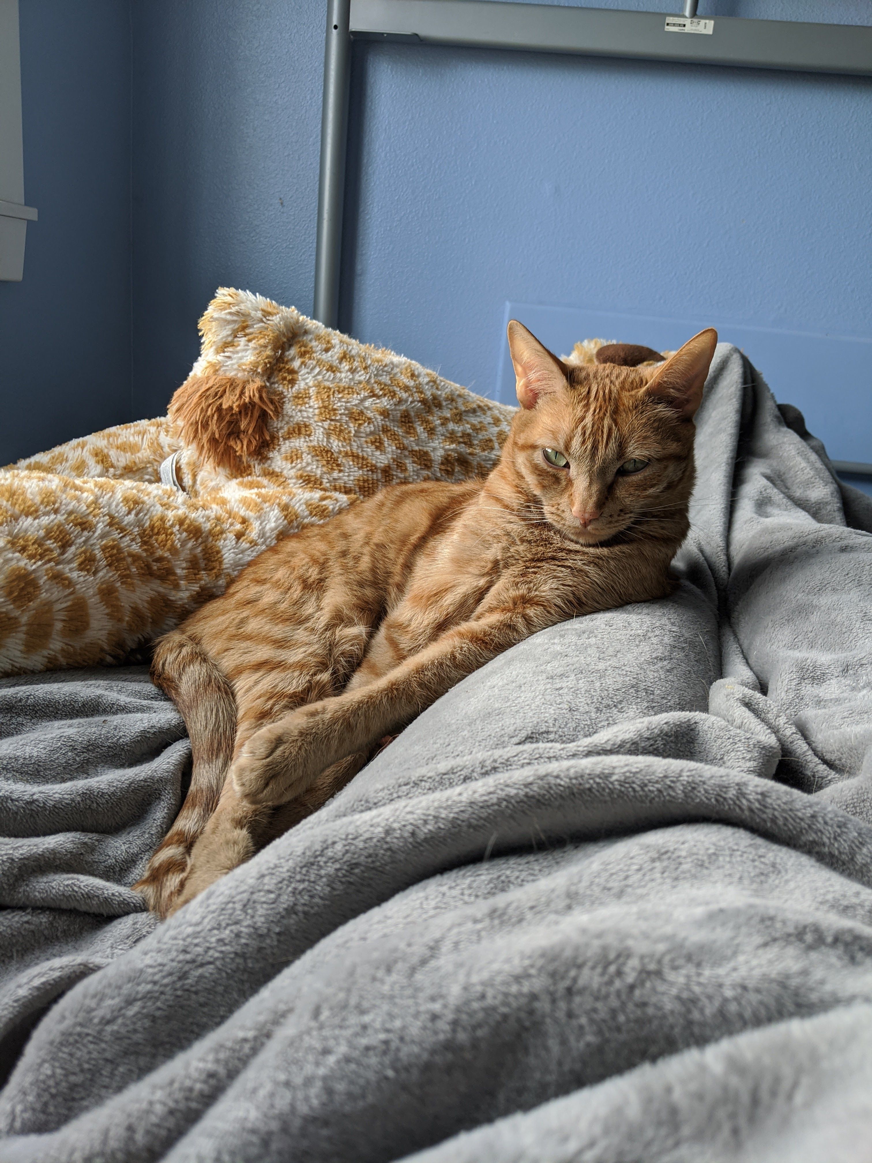 Dottie, Adopted, Adult Female Tabby.