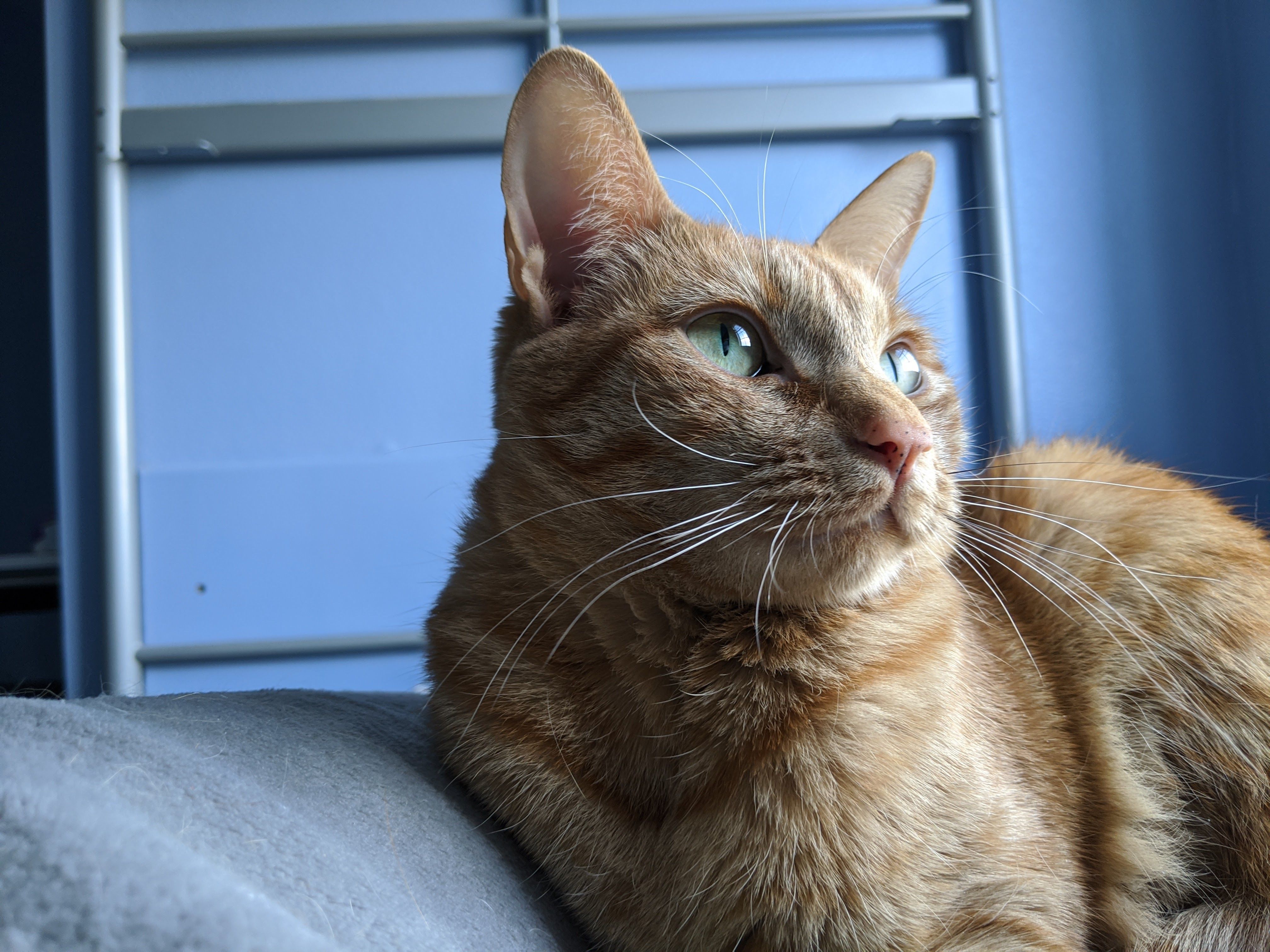 Dottie, a Adopted mixed breed in Louisa, VA image 2/4