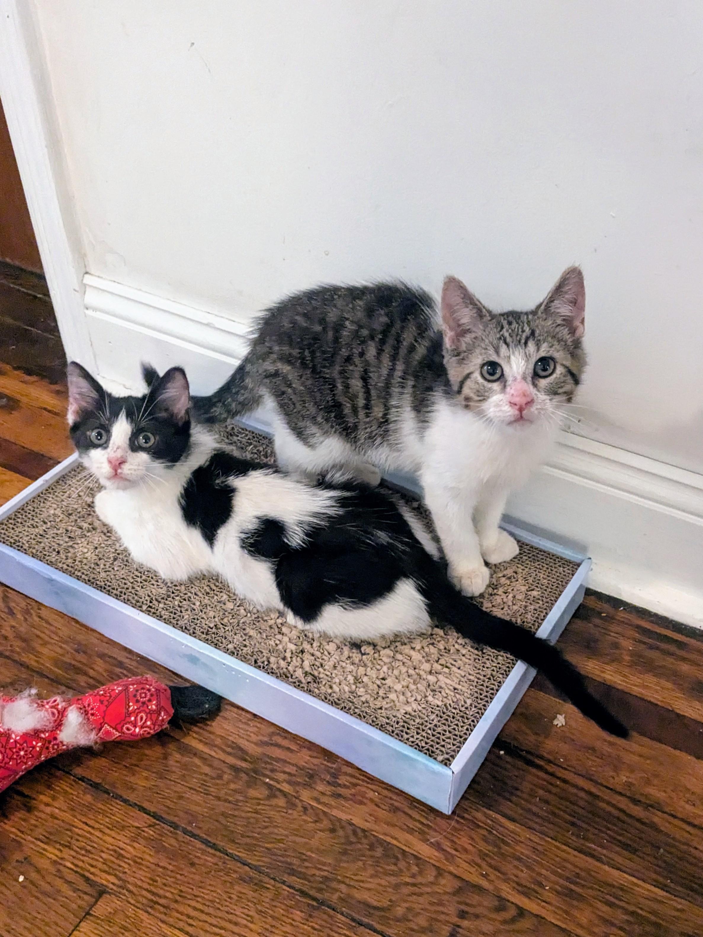 Luly, a ADOPTABLE American Shorthair in Brooklyn, NY image 2/5
