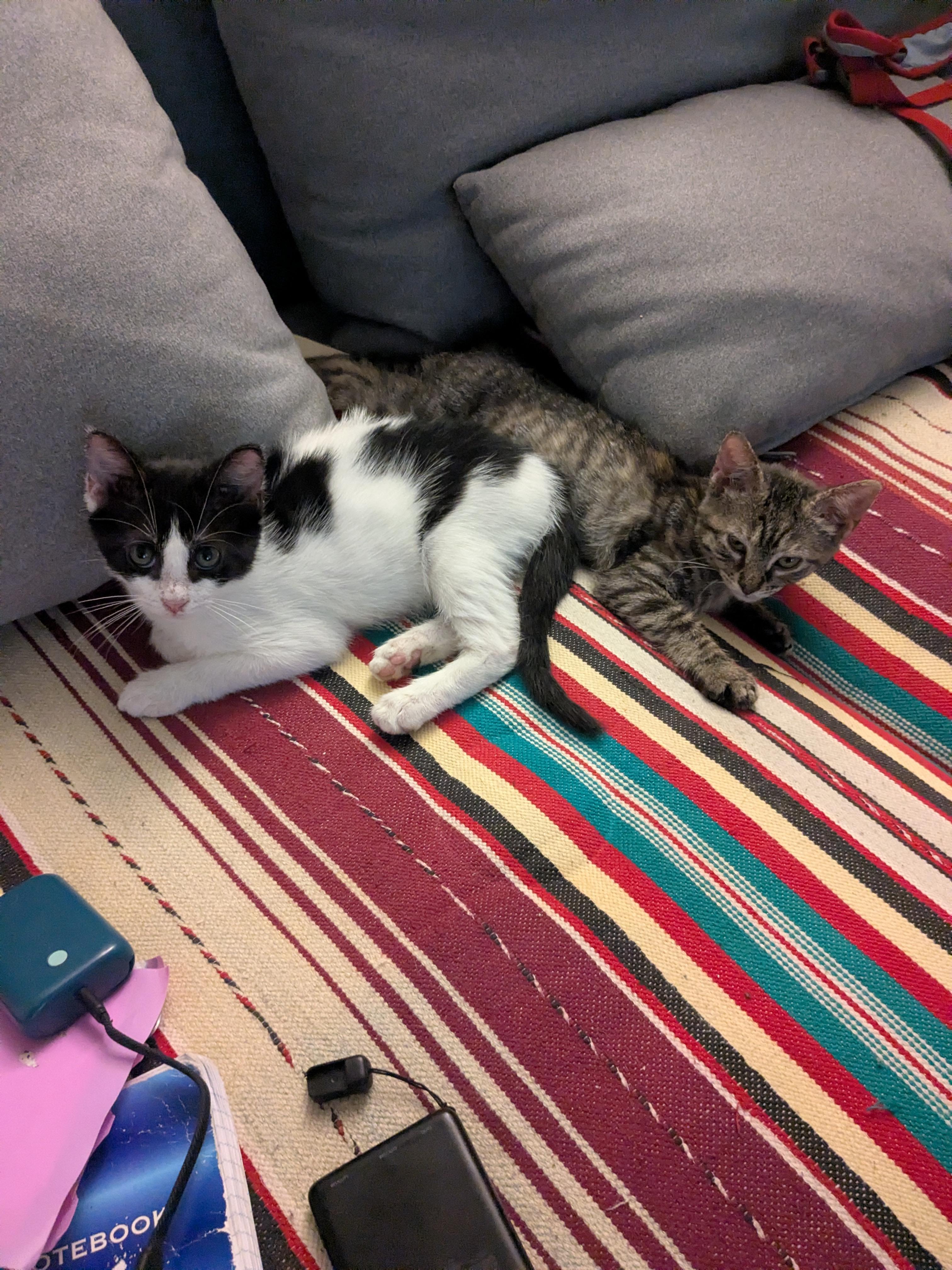 Luly, a ADOPTABLE American Shorthair in Brooklyn, NY image 3/5