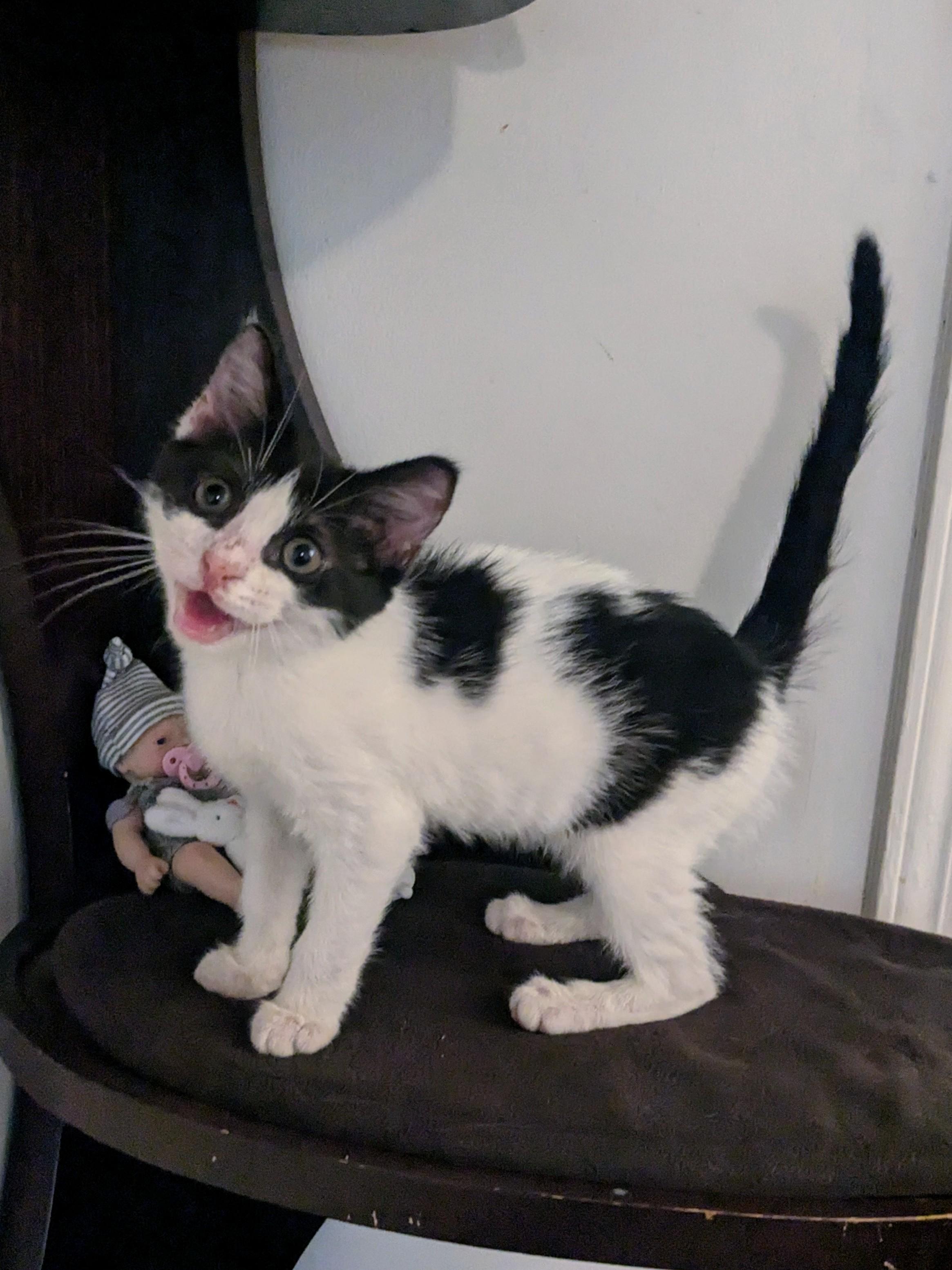 Luly, ADOPTABLE, Kitten Female American Shorthair.
