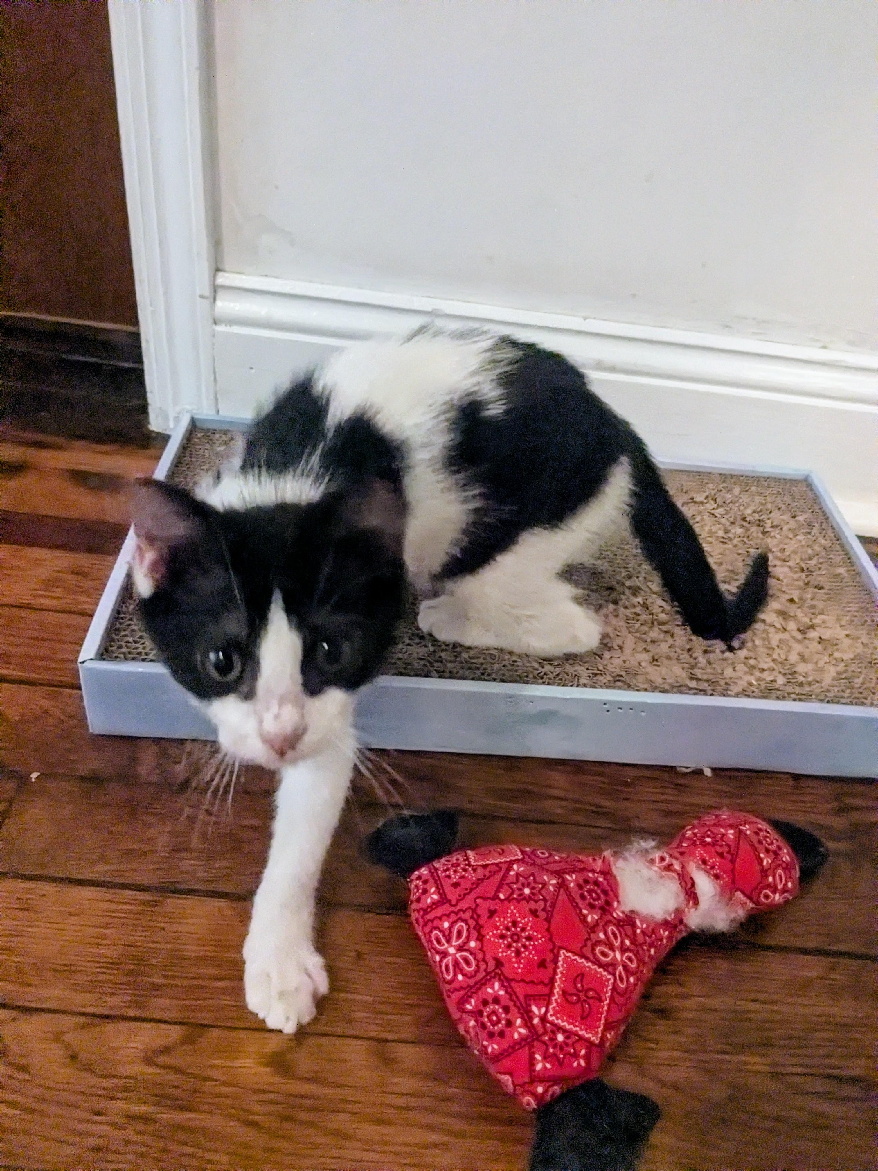 Luly, a ADOPTABLE American Shorthair in Brooklyn, NY image 4/5
