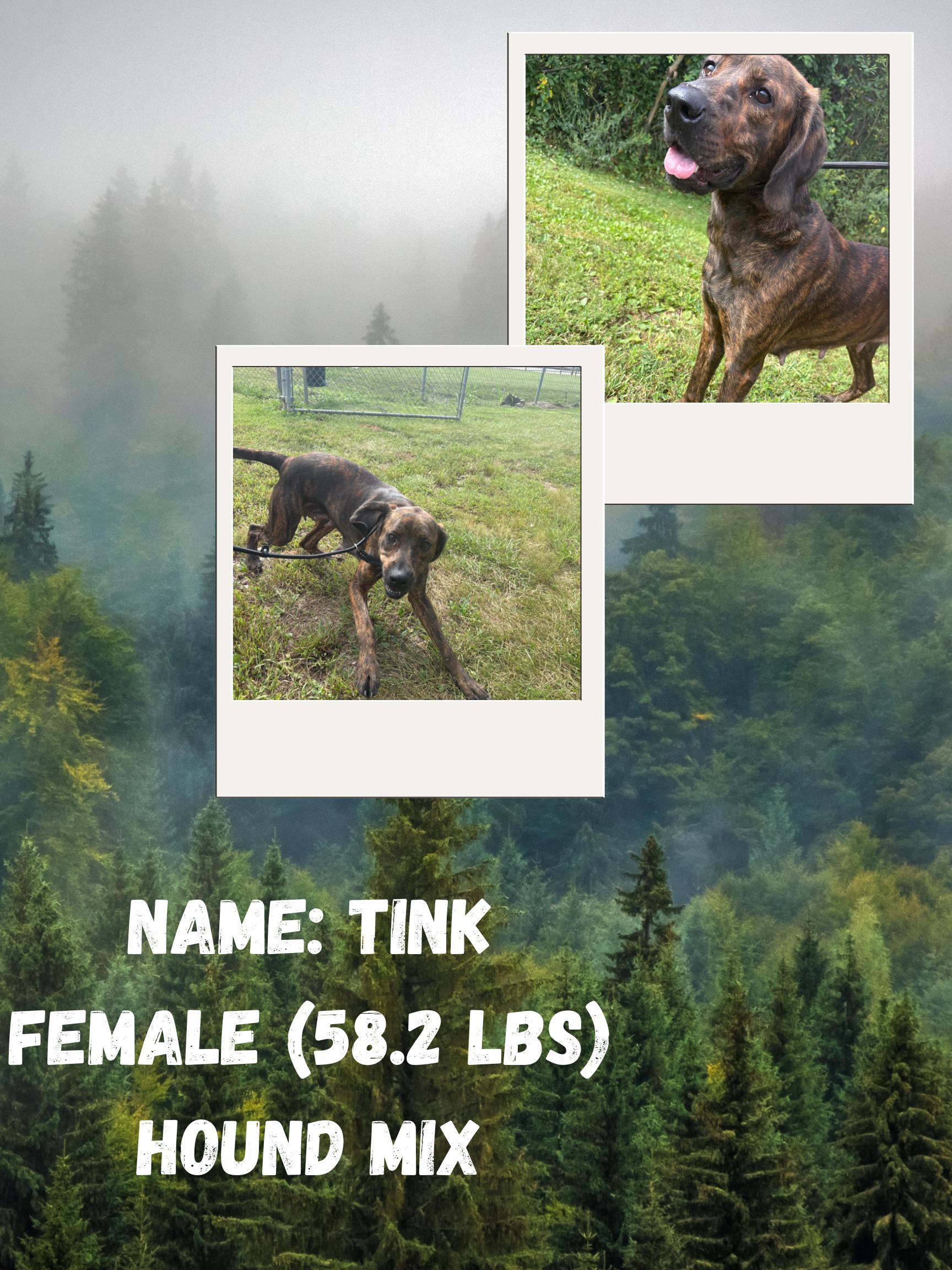Enlarge Tink, a Adoptable mixed breed in McArthur, OH image 1/1