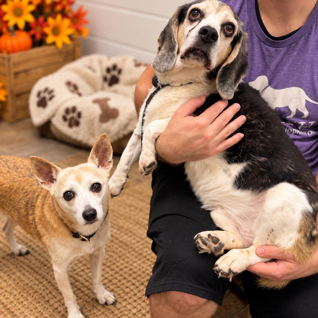 Fawna, Adoptable, Senior Female Terrier & Mixed Breed.