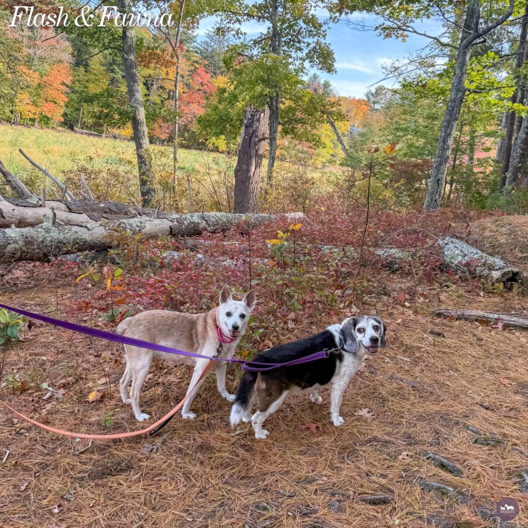 Enlarge Fawna, a Adoptable mixed breed in Hopkinton, MA image 2/5