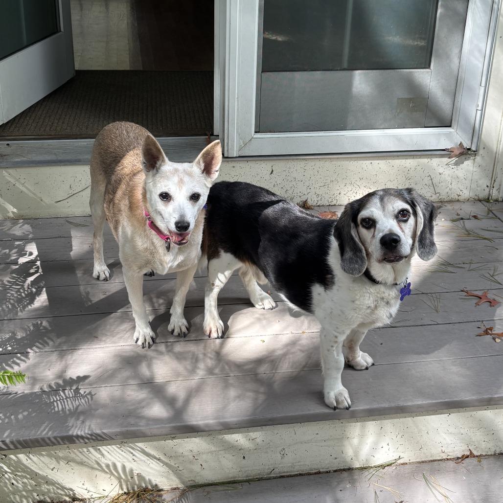Enlarge Fawna, a Adoptable mixed breed in Hopkinton, MA image 4/5