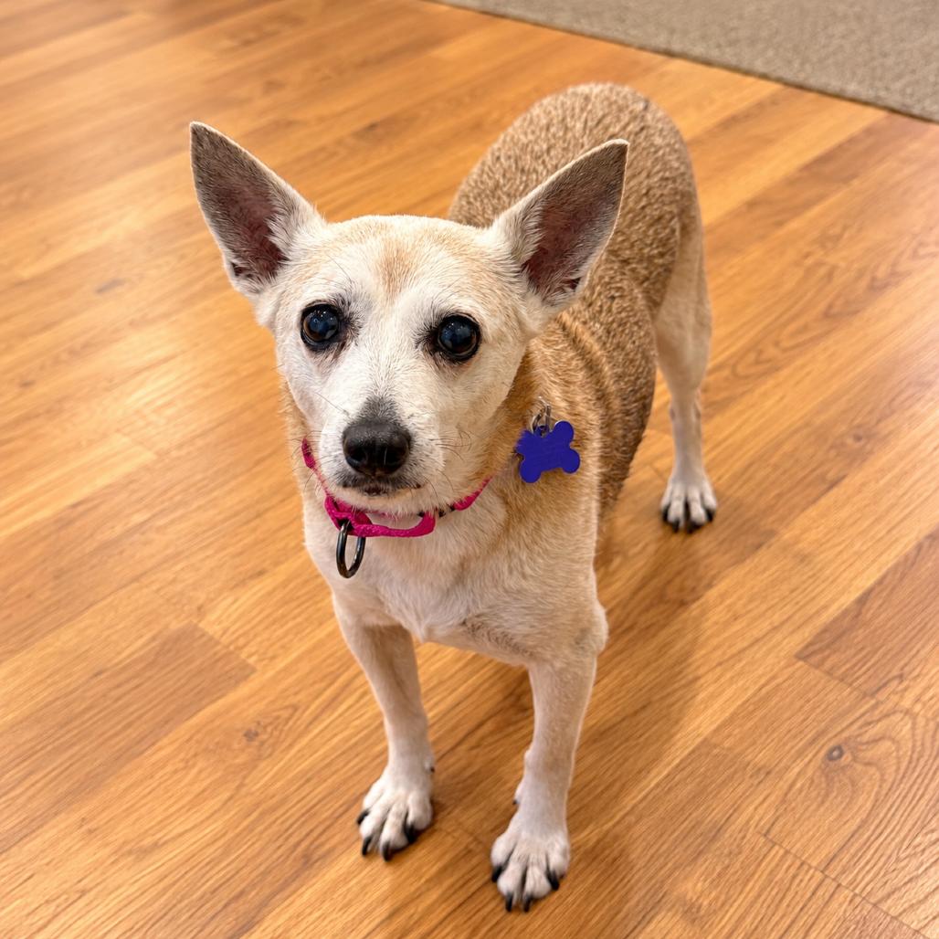Enlarge Fawna, a Adoptable mixed breed in Hopkinton, MA image 5/5