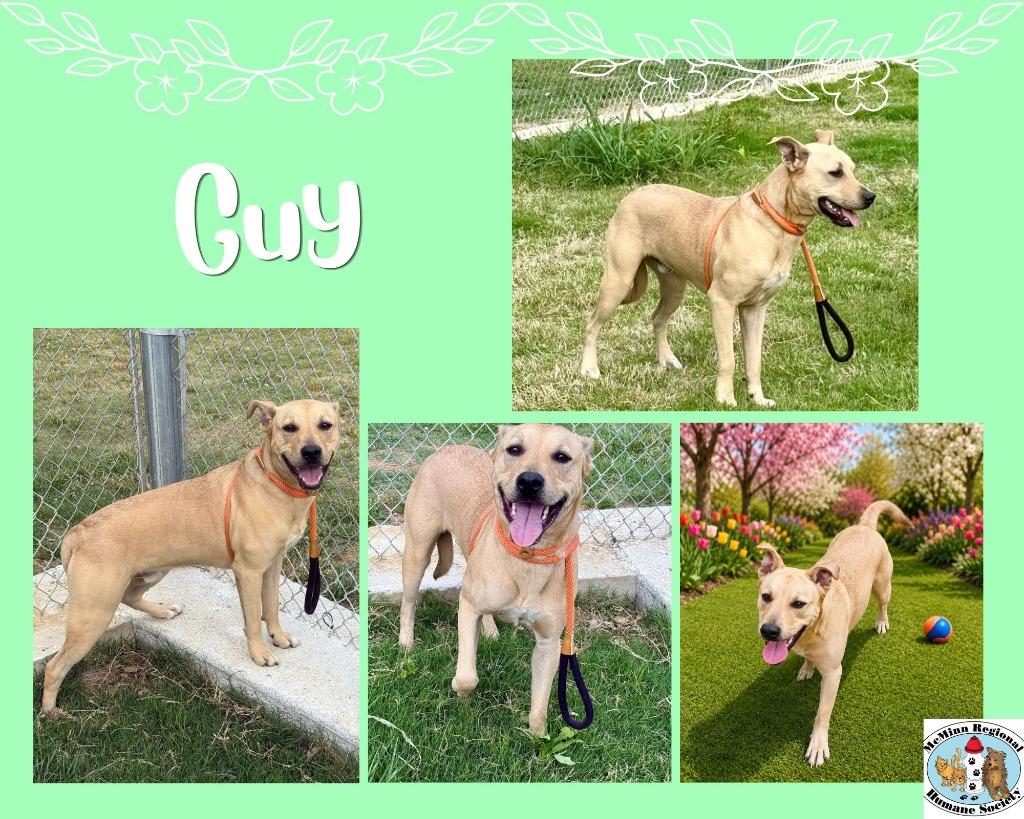 Enlarge Guy, a Adoptable mixed breed in Athens, TN image 2/3