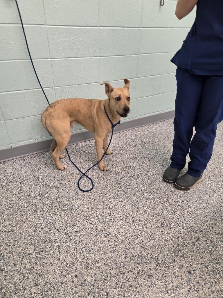 Enlarge Guy, a Adoptable mixed breed in Athens, TN image 3/3