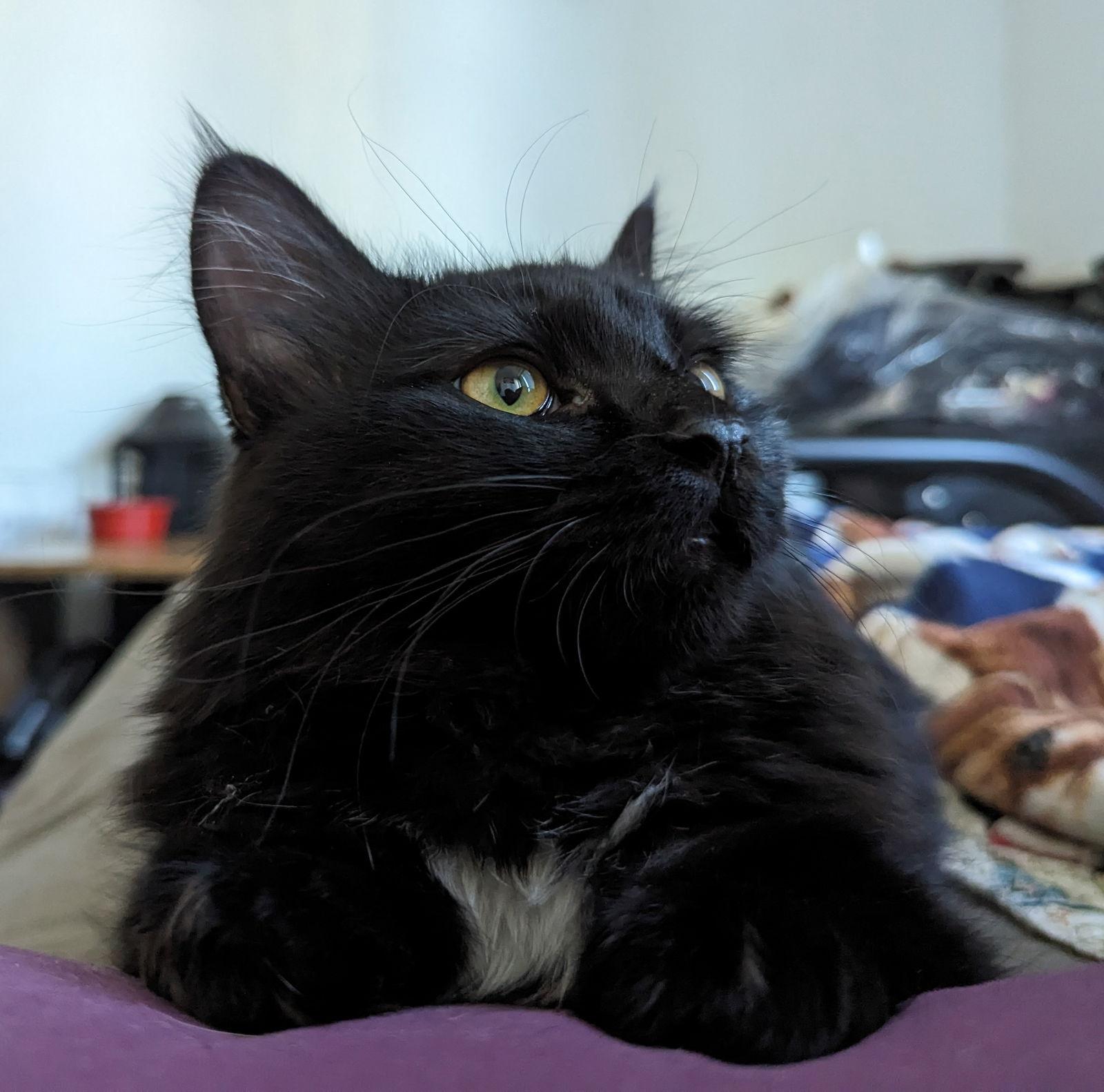 Enlarge Truffle, a Adopted Domestic Short Hair in Laramie, WY image 1/3
