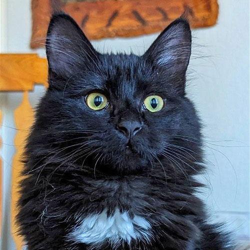 Enlarge Truffle, a Adopted Domestic Short Hair in Laramie, WY image 2/3