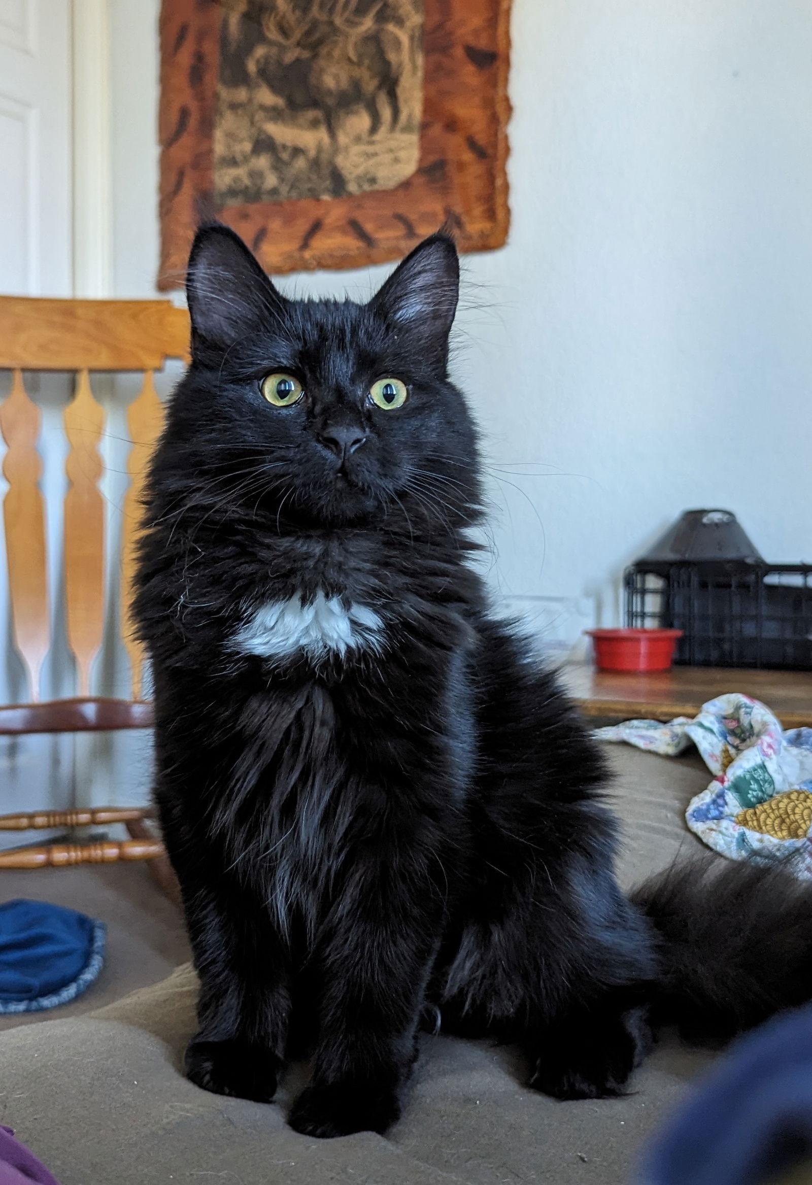 Enlarge Truffle, a Adopted Domestic Short Hair in Laramie, WY image 3/3