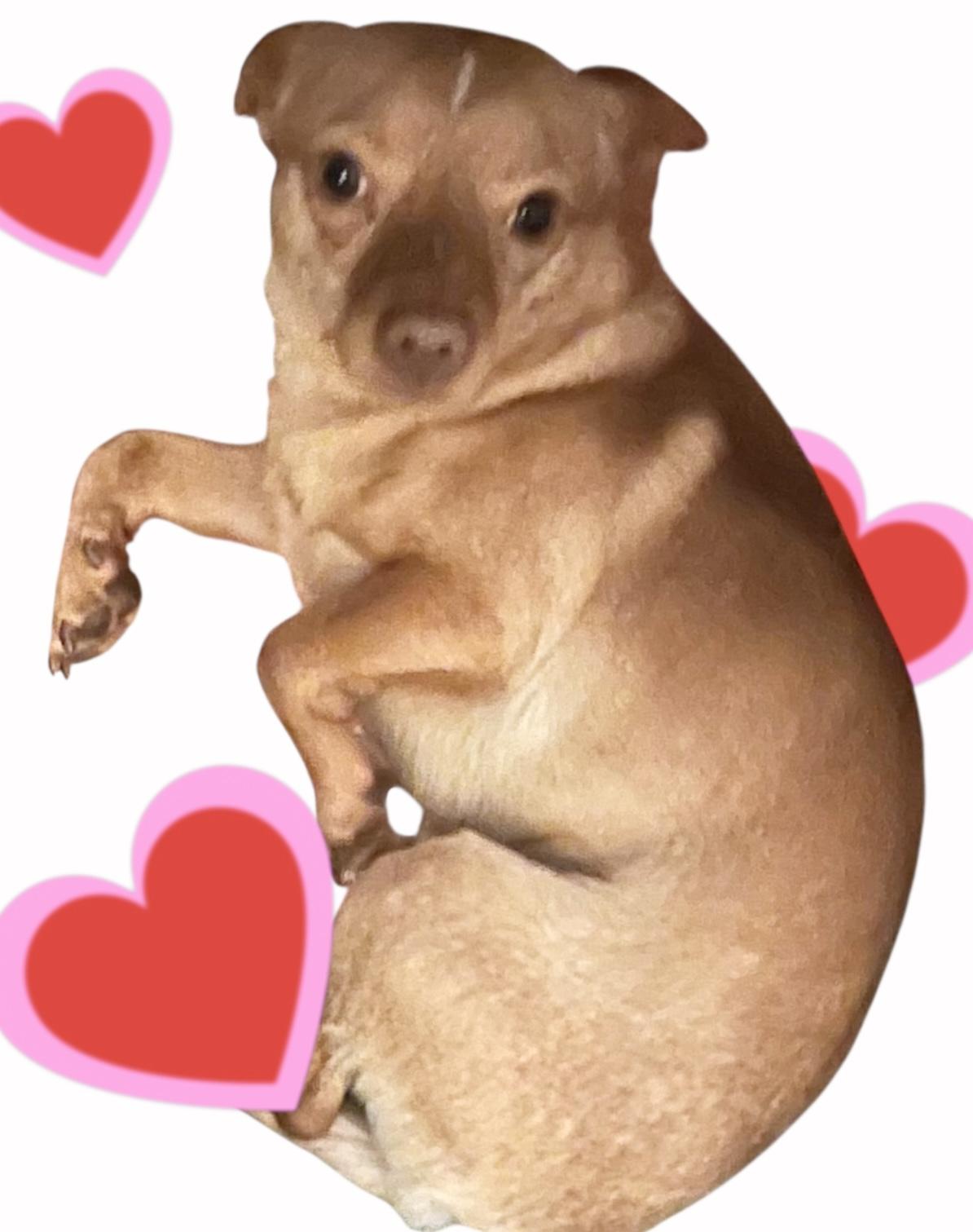 Rusty, a Adoptable mixed breed in Anchorage, AK image 1/2