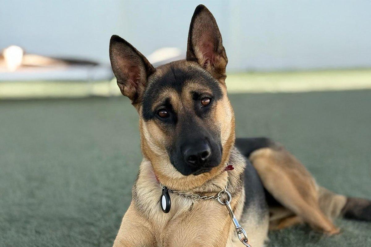 Liam, adopted, Young Male German Shepherd Dog.