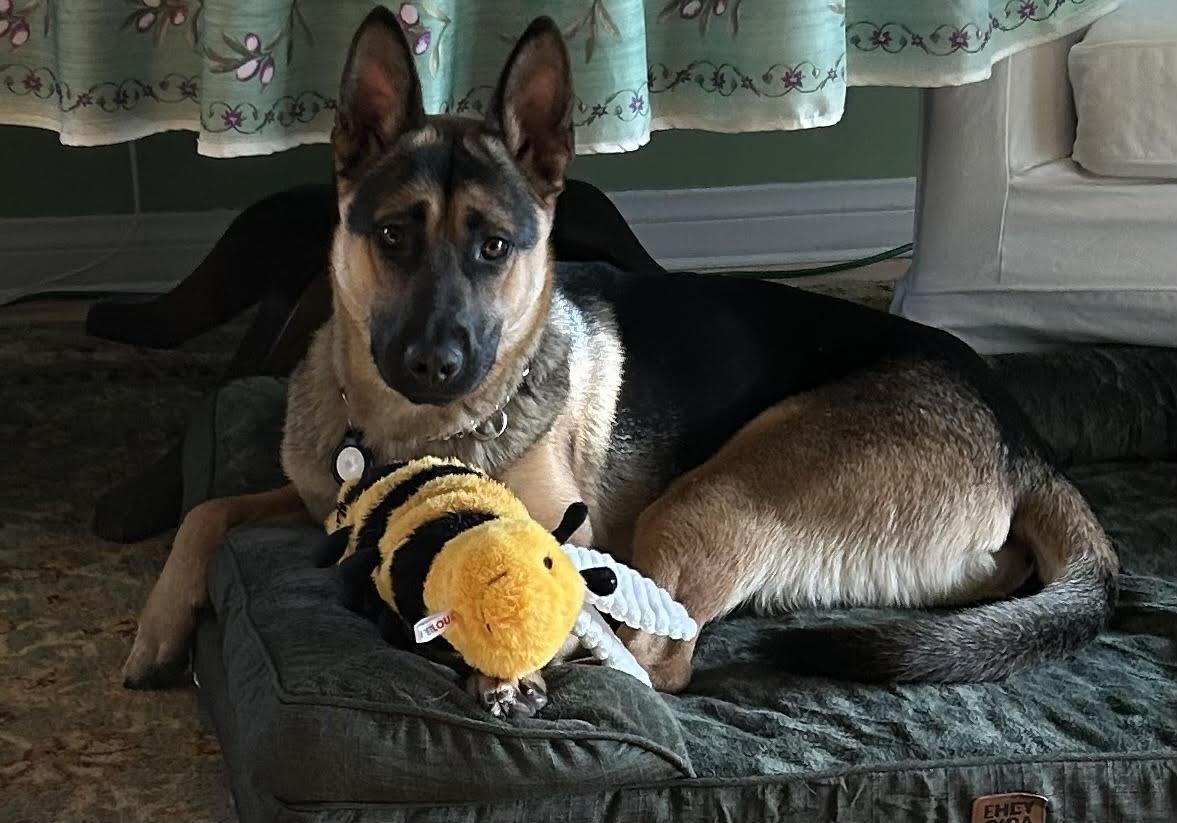 Enlarge Liam, an adopted German Shepherd Dog in Newport Beach, CA image 3/4