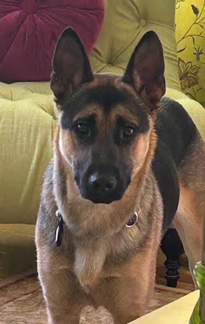 Enlarge Liam, an adopted German Shepherd Dog in Newport Beach, CA image 4/4