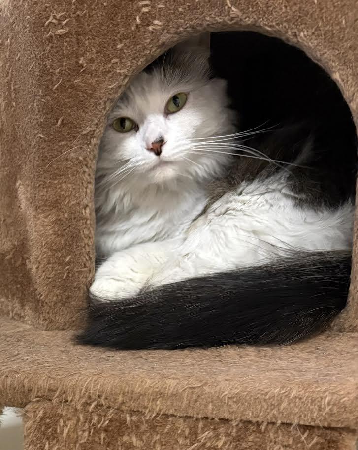 Mia, Adopted, Adult Female Domestic Long Hair.