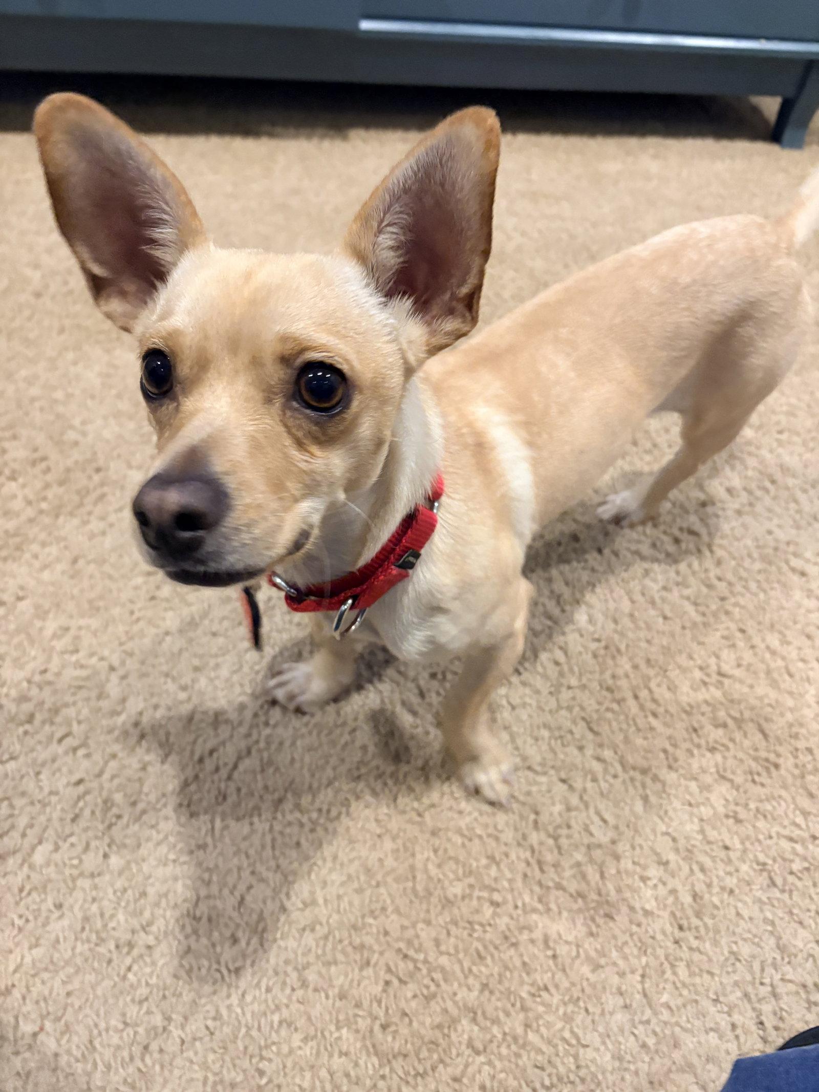 Enlarge Calvin, a Adoptable Chihuahua in New London, WI image 1/3