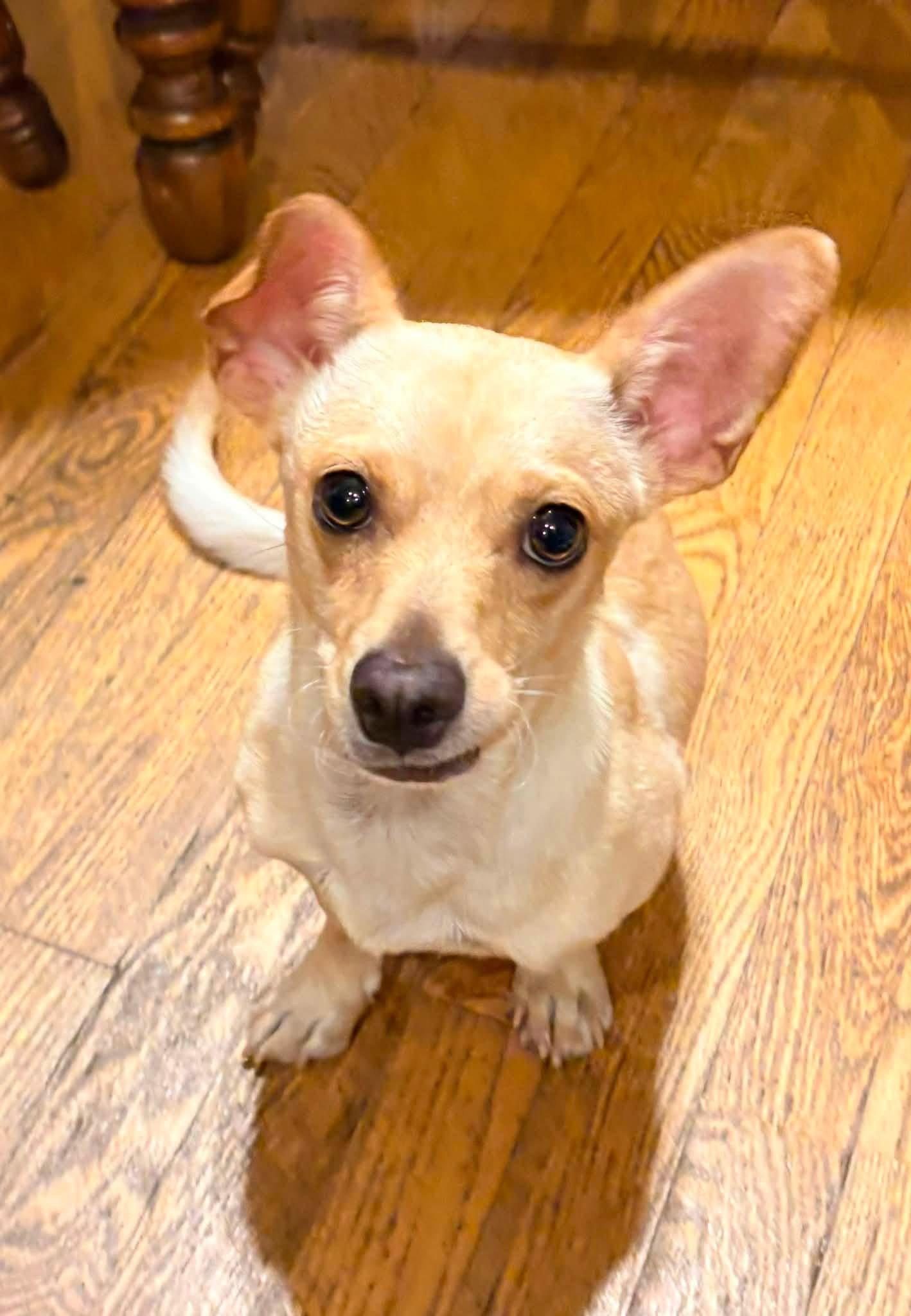 Enlarge Calvin, a Adoptable Chihuahua in New London, WI image 1/3